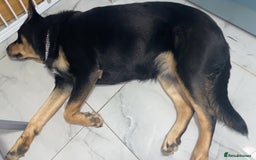 Mixed Breed dogs for sale: Blaze - Advert 4