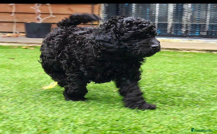 Toy Poodle dogs - Advert 4