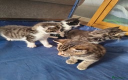 Mixed Breed cats for sale: Beautiful kittens  - Advert 7
