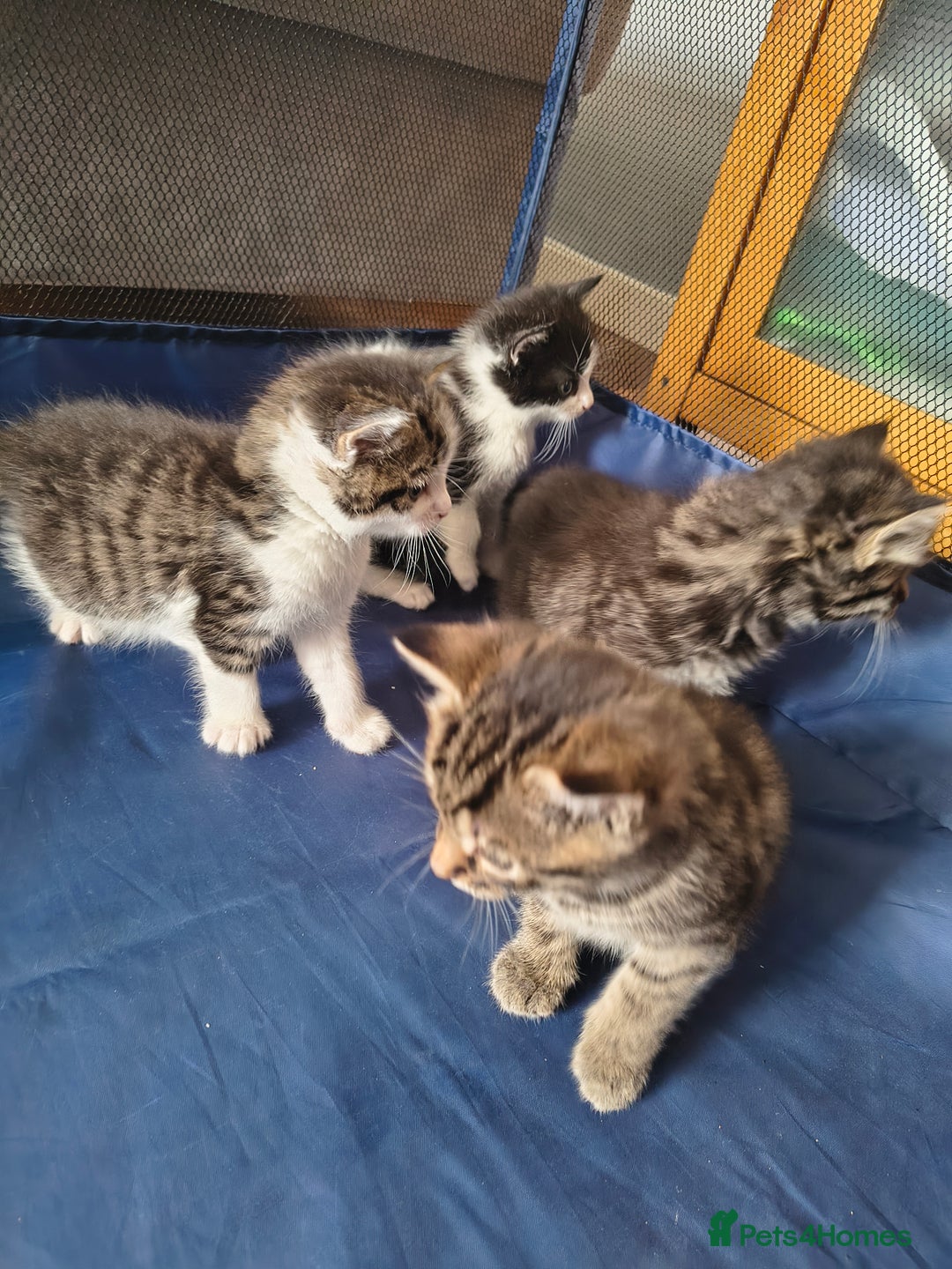 Mixed Breed cats for sale: Beautiful kittens  - Advert 7