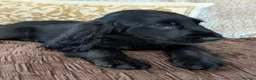 Cocker Spaniel dogs for sale: Health Tested KC Reg Showline Cocker Spaniel Pups - Advert 16