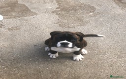 Boxer dogs for sale: Brindle/white boxer girl  - Image 11