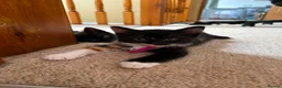 Domestic Shorthair cats for sale: Beautiful Bonded Kittens– Priced as Pairs Only 🐾  - Advert 9