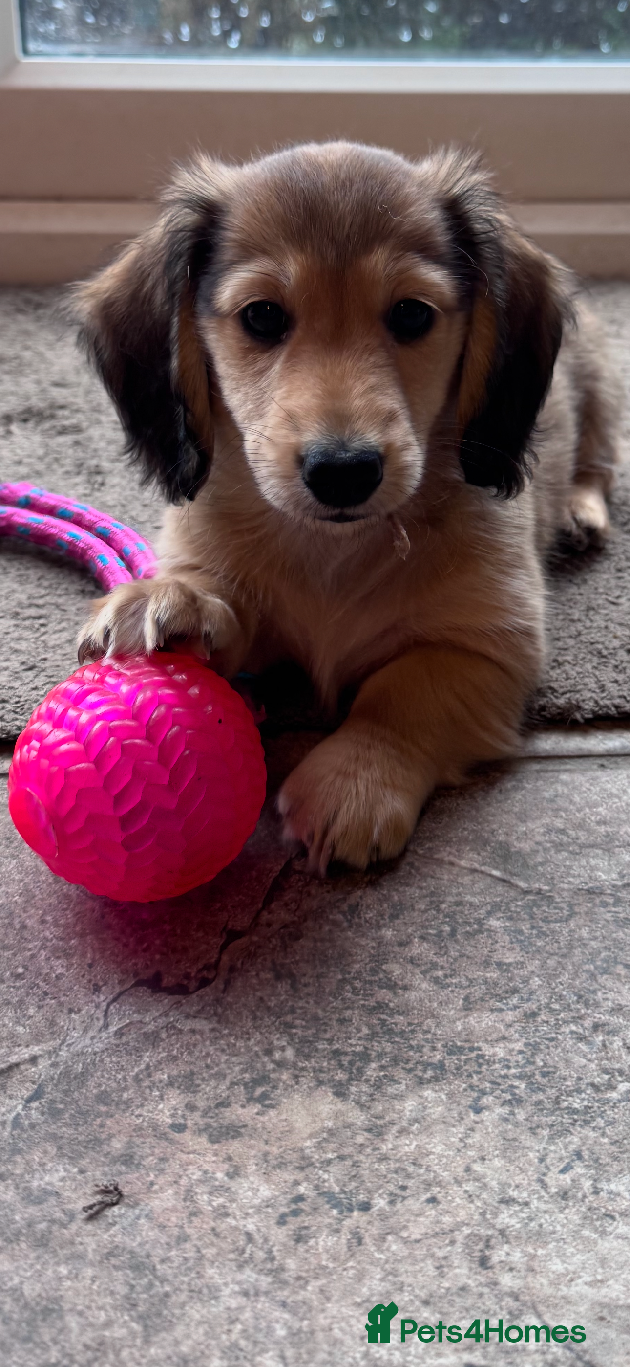 Miniature Dachshund dogs Minature dachshunds long haired ONE boy left  - Advert 18