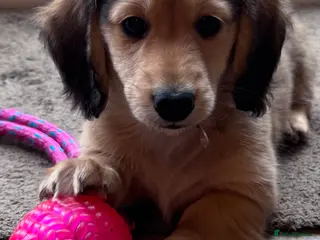 Miniature Dachshund dogs Minature dachshunds long haired ONE boy left - Advert 5