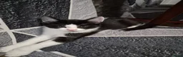 Mixed Breed cats for sale: 4 gorgeous kitten looking for their forever home - Advert 28