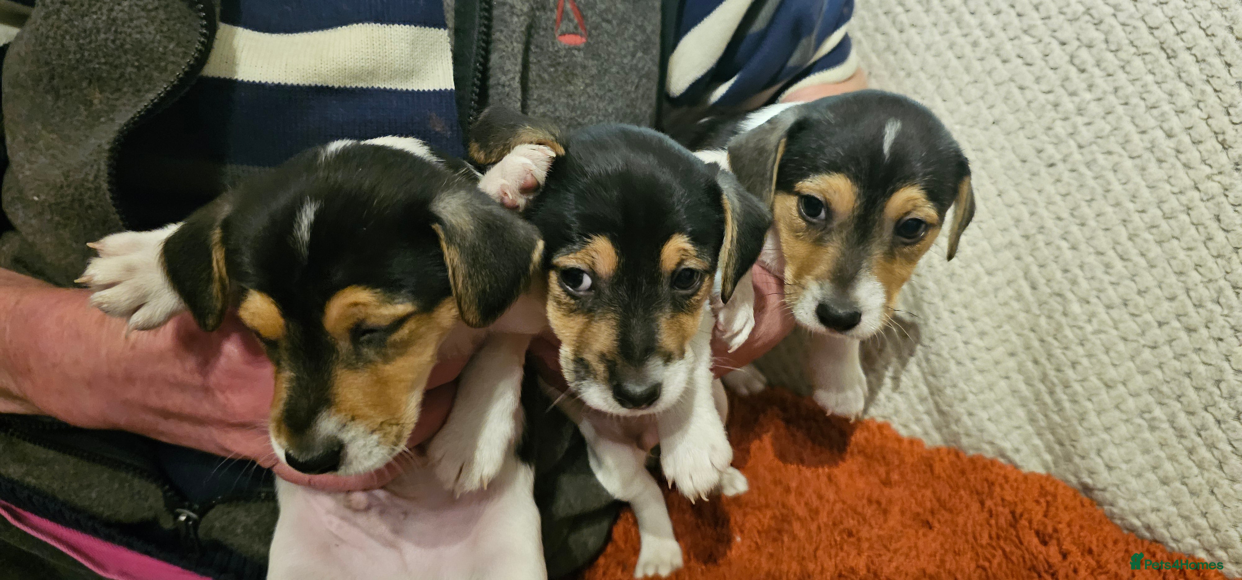 Jack Russell dogs Jack Russell Puppies - Advert 3