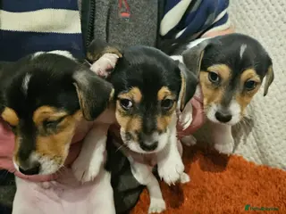 Jack Russell dogs Jack Russell Puppies - Advert 15