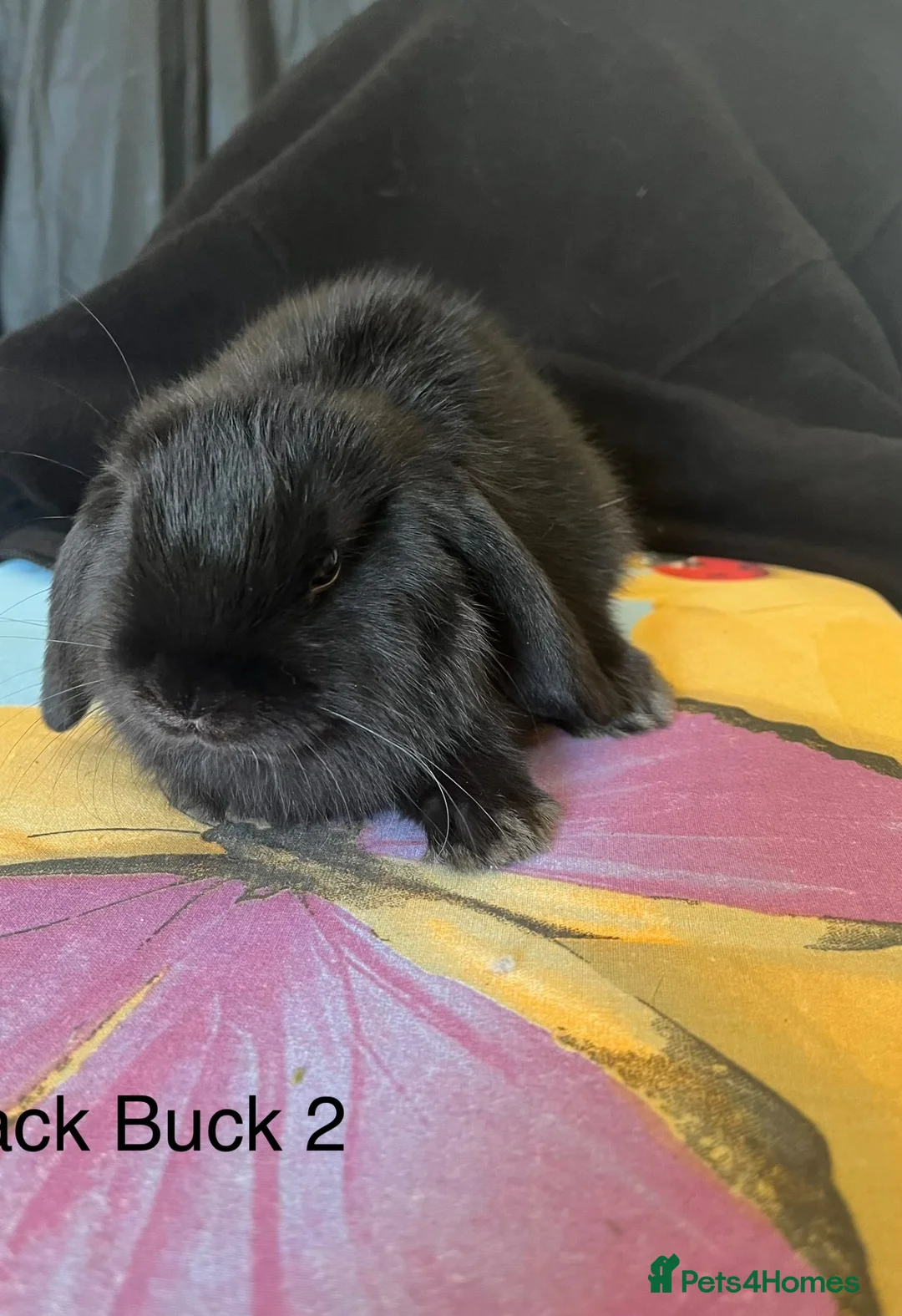 Mini Lop rabbits for sale: Mini Lops - Advert 2