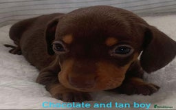 Miniature Dachshund dogs for sale: Kaneishan minature Daschund puppies  - Image 4