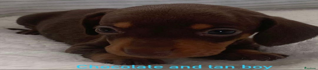 Miniature Dachshund Puppy 1