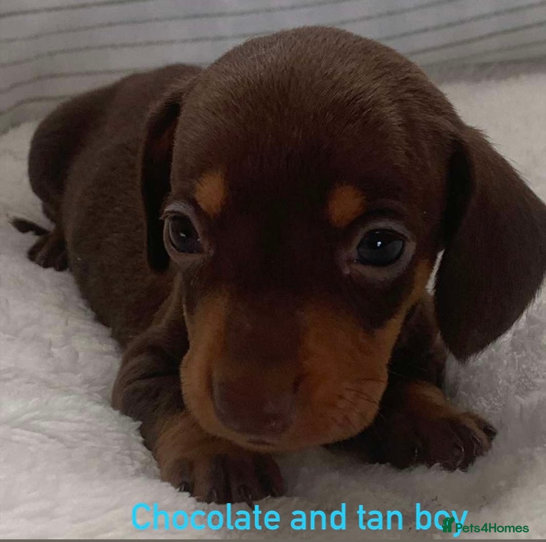 Miniature Dachshund dogs for sale: Kaneishan minature Daschund puppies  - Image 4