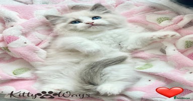 Ragdoll cats - Advert 15
