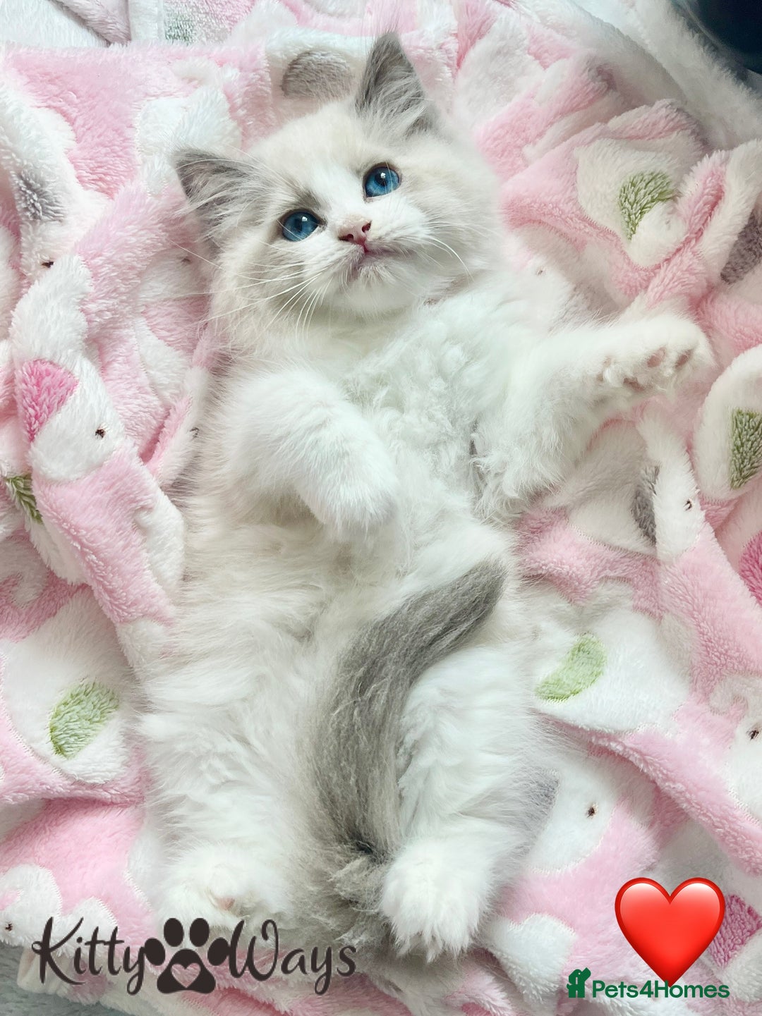 Ragdoll cats for sale: 🐾🩷*TICA REG* LYNX TABBY EU RAGDOLL KITTENS🩵🐾 - Image 2