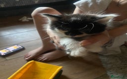 Mixed Breed cats for sale: READY NOW….Mainecoon cross Kittens (2 litters)  - Image 1