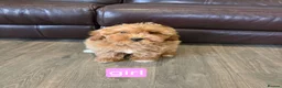 Cavapoo dogs for sale: Adorable F1B Cavapoo puppies for sale  - Advert 30
