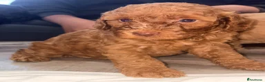 Cockapoo 5