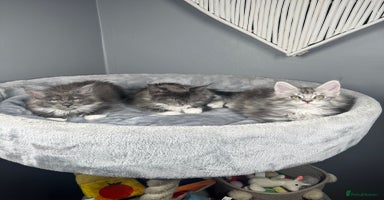 Maine Coon cats - Advert 7