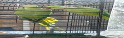 Ringnecks birds for sale: 2 Ringneck parrots 🦜  in Bristol - Advert 5