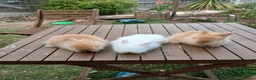 Lionhead rabbits for sale: Beautiful DM Lionheads  - Advert 4