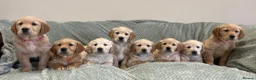 Golden Retriever dogs for sale: Quality Litter Of KC Reg Golden Retriever Puppies  in Faringdon - Advert 1
