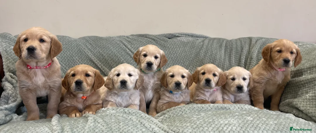 Golden Retriever dogs for sale: Quality Litter Of KC Reg Golden Retriever Puppies  in Faringdon - Advert 1
