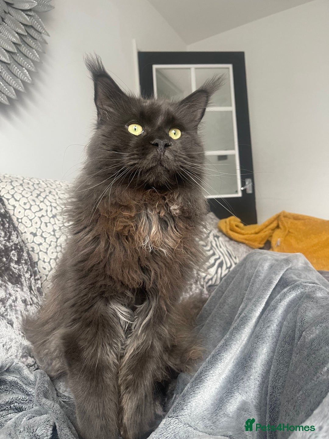 Maine Coon cats for sale: Maincoon kittens  - Image 13