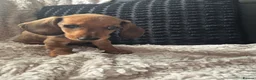Dachshund dogs for sale: READY NOW- 1 boy left!Kc mini dachshund fully Vac - Advert 8