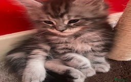 Maine Coon cats for sale: Ready Now Maine Coon kittens - Image 8