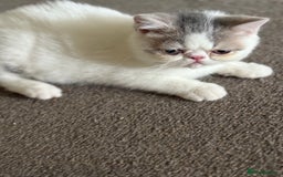 Exotic cats for sale: Exotic male kittens - Image 3