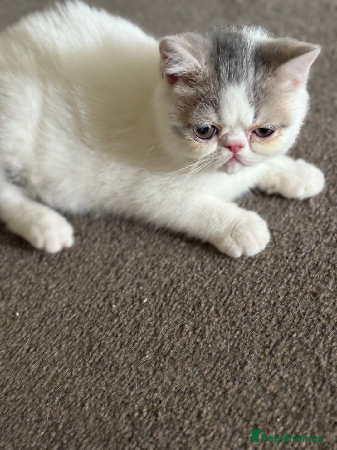Exotic cats for sale: Exotic male kittens - Image 3