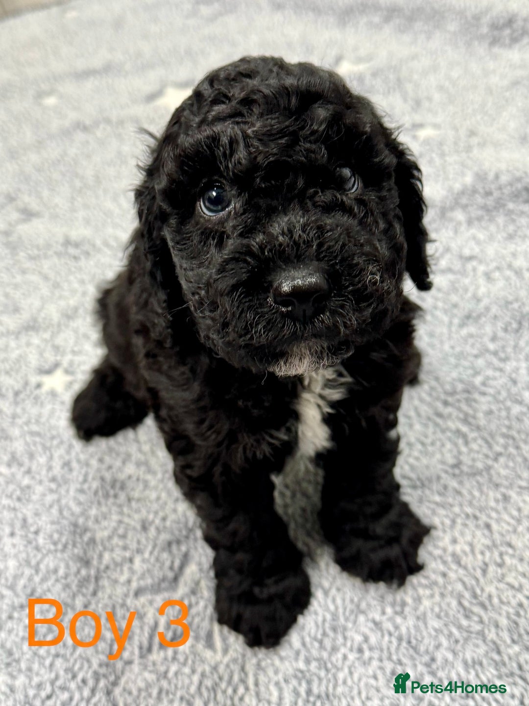 Cockapoo dogs for sale: Beautiful Cockapoos Full Health Tested  - Image 1