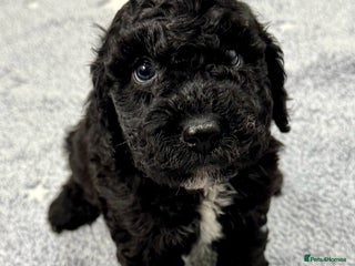 Cockapoo dogs - Advert 13