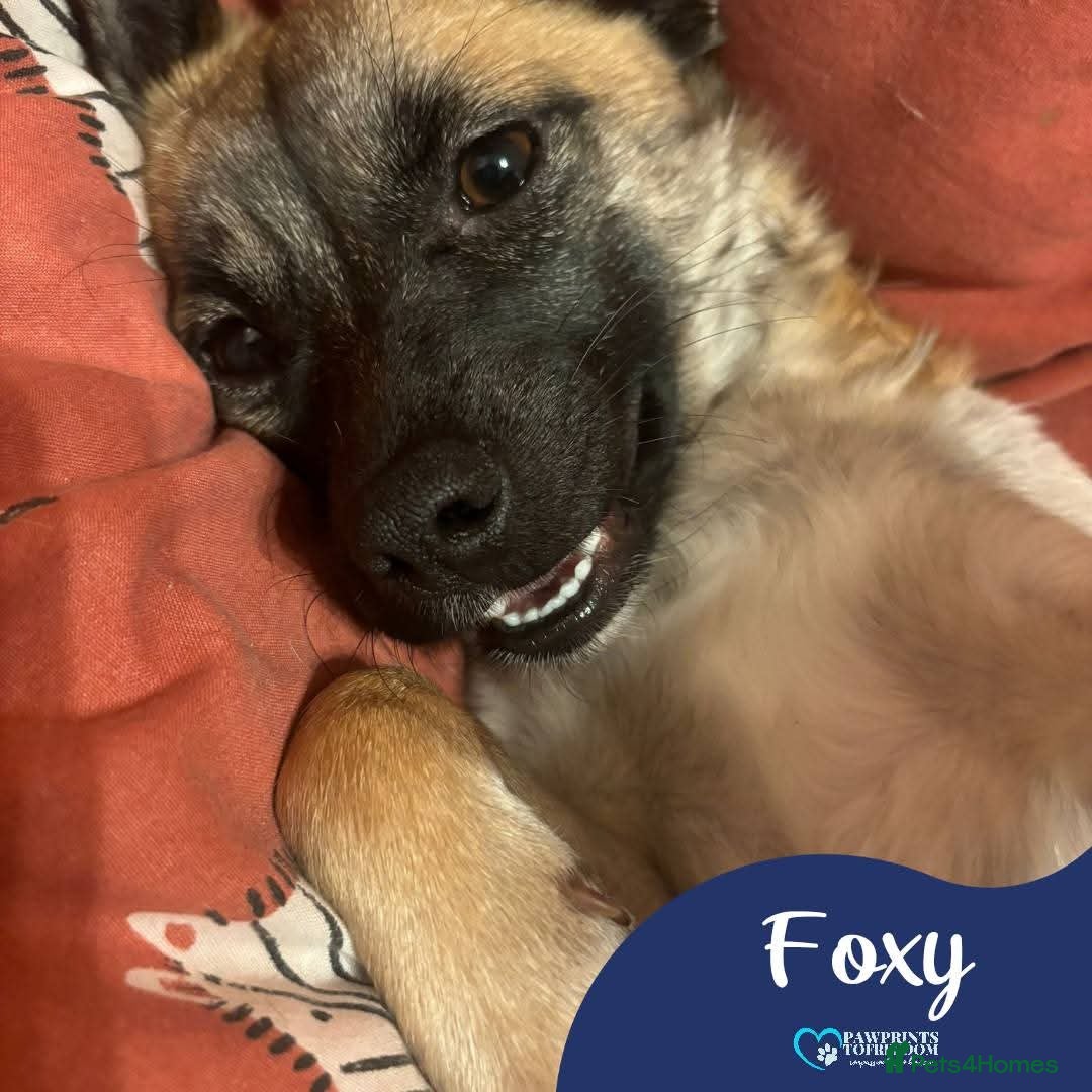 Mixed Breed dogs Meet Foxy, currently residing in Barnsley  - Advert 1