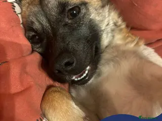 Mixed Breed dogs Meet Foxy, currently residing in Barnsley - Advert 1