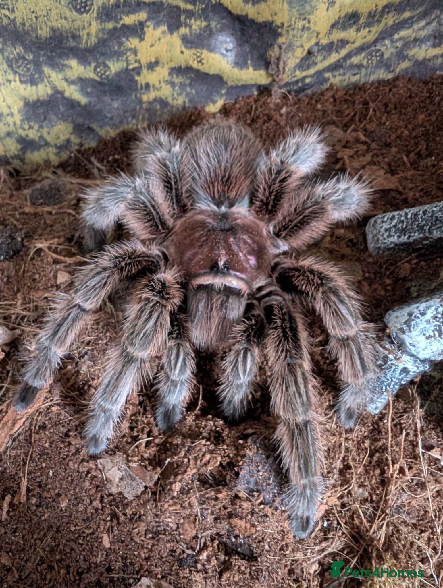 Tarantulas invertebrates Chilean rose tarantula  - Advert 10