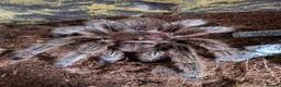 Tarantulas invertebrates for sale: Chilean rose tarantula  - Advert 1