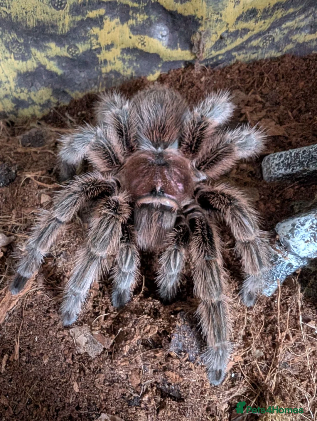 Tarantulas invertebrates for sale: Chilean rose tarantula  - Advert 1