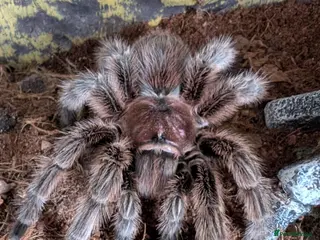 Tarantulas invertebrates Chilean rose tarantula - Advert 10