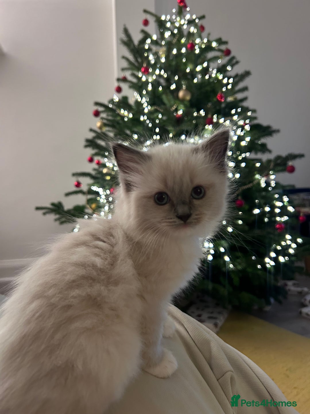 Ragdoll cats for sale: Gorgeous blue/mink ragdoll kittens 🐱💕✨  - Advert 2