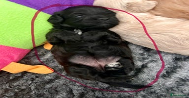 Cavapoochon dogs - Advert 4