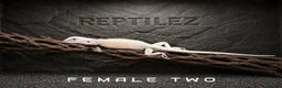 Bearded Dragon reptiles for sale: BEARDED DRAGONS - Advert 5