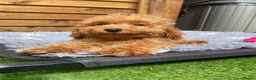 Cockapoo dogs for sale: Tiny Toy F1B Cockapoos. FULLY VAX’D! LAST 2 BOYS!! - Advert 5