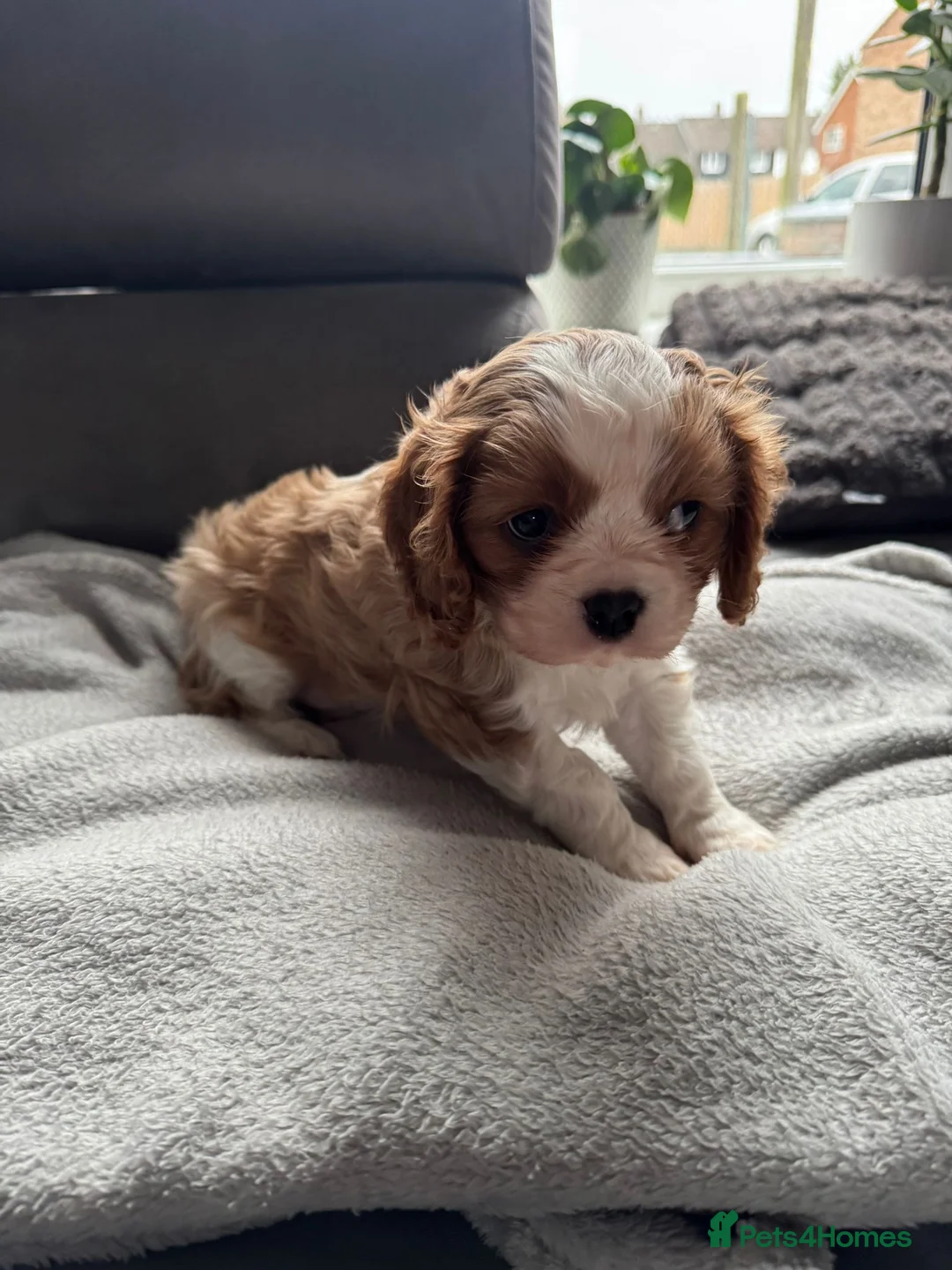 Cavalier King Charles Spaniel dogs for sale: Cavalier King Charles Spaniel boy - Advert 10