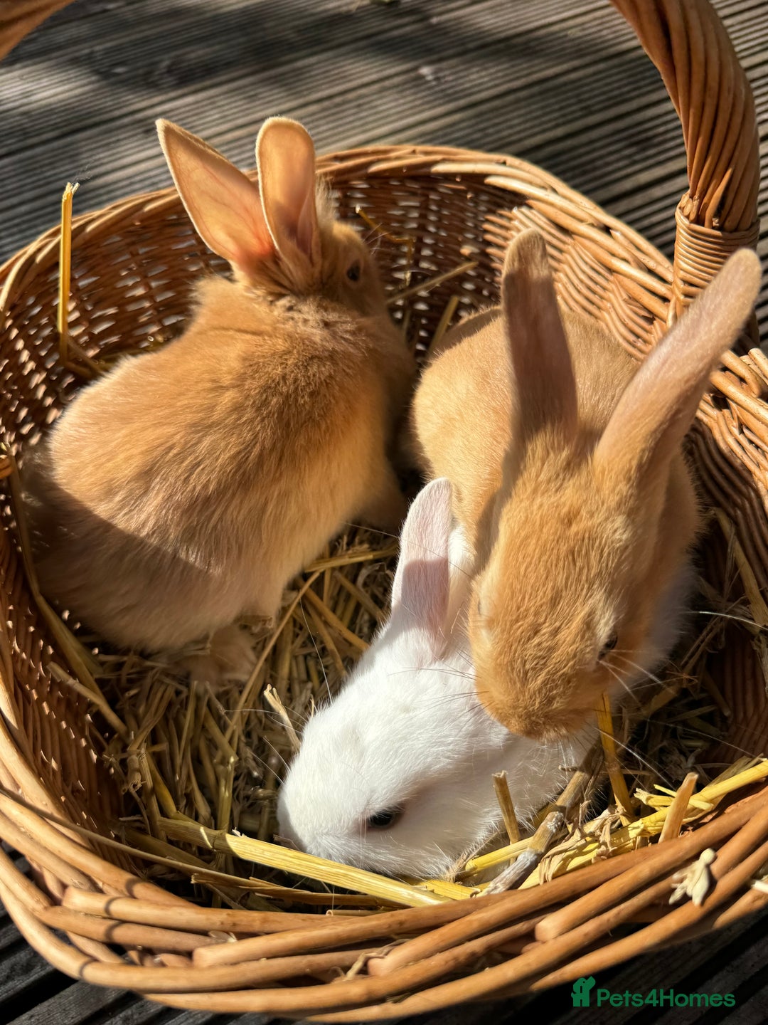 New Zealand rabbits for sale: New Zealand Red & White Rabbits - Image 7