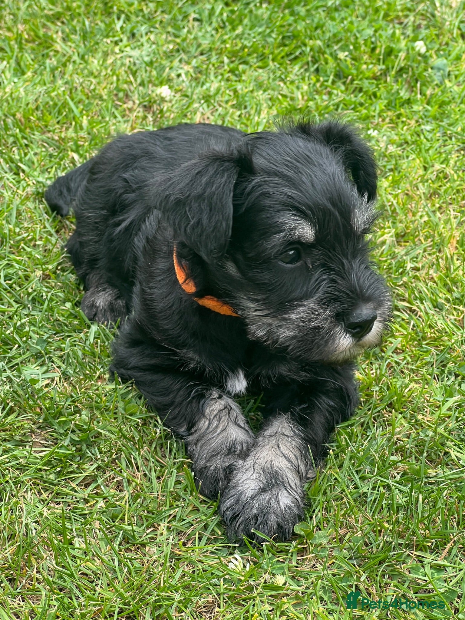 Miniature Schnauzer dogs Stunning miniature schnauzer puppies  - Advert 1