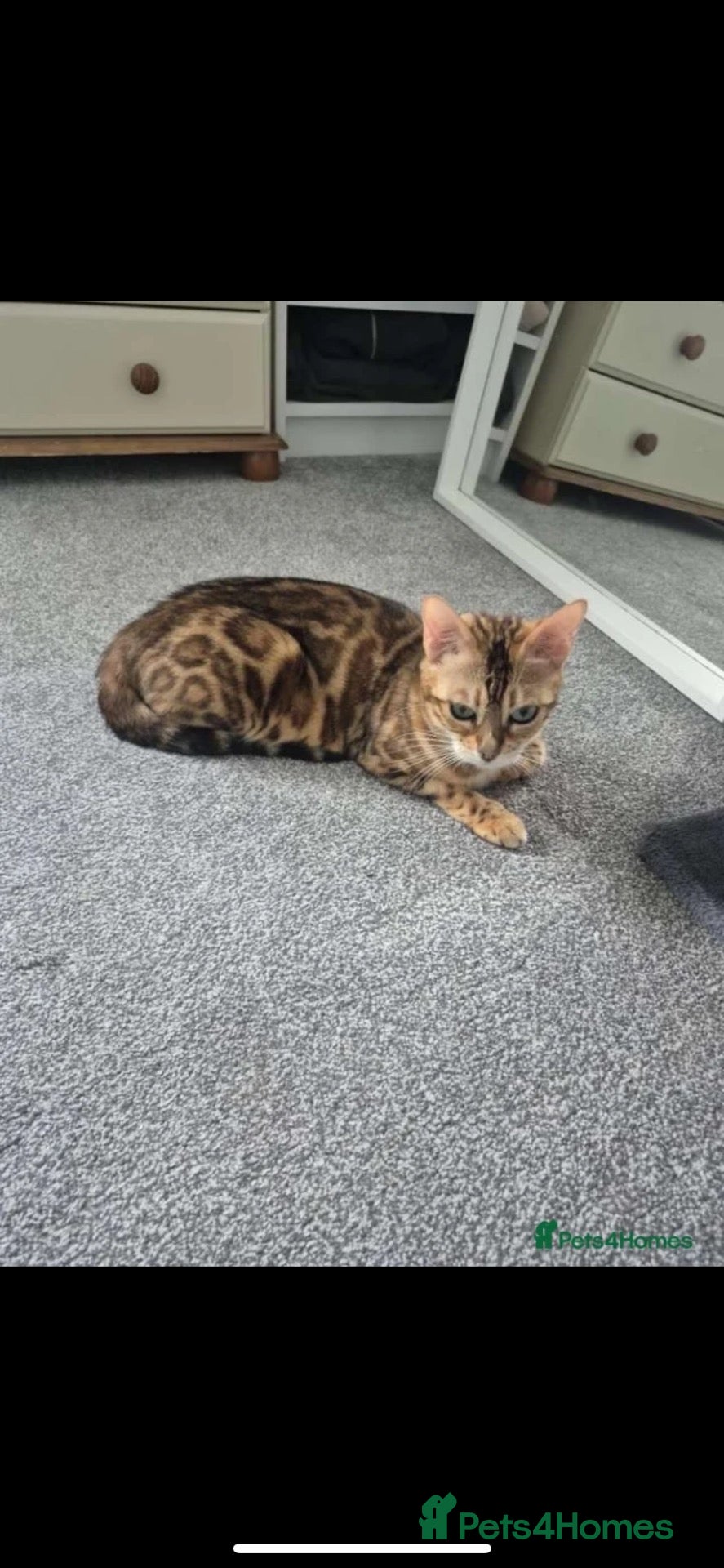 Bengal cats Two Bengals READY for their forever homes  - Advert 1