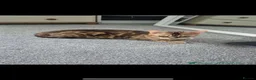 Bengal cats for sale: Two Bengals READY for their forever homes  - Advert 1