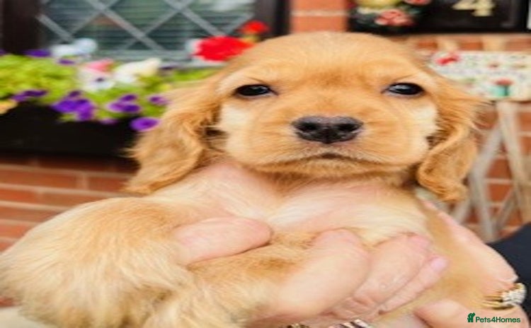 Cocker Spaniel dogs - Advert 10