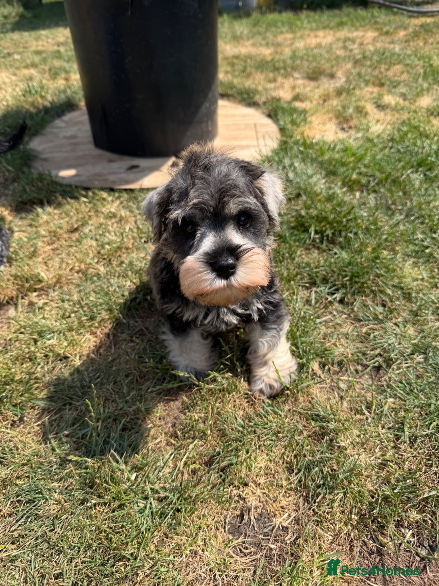 Miniature Schnauzer dogs Two gorgeous pure bred puppies home reared  - Advert 1